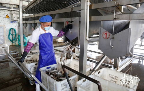 鯪魚罐頭出口逆勢上揚，中山食品企業迎全面復工熱潮